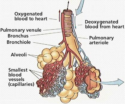 Bronchi Bronchioles Alveoli
